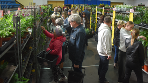 Raj dla amatorów zieleni i kwiatów. Trwa Festiwal Roślin